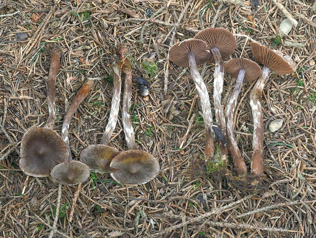 C. flexipes - muškátový