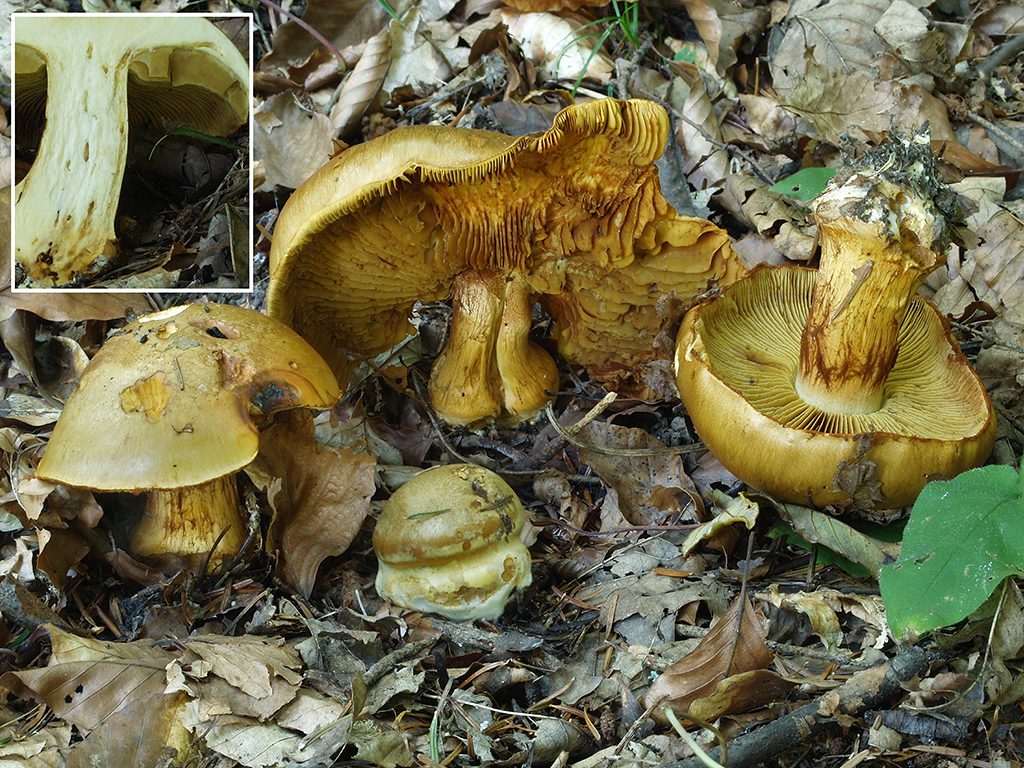 C. fulgens - skvelý