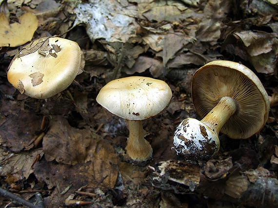 C. fulvocitrinus - sivocitrónový