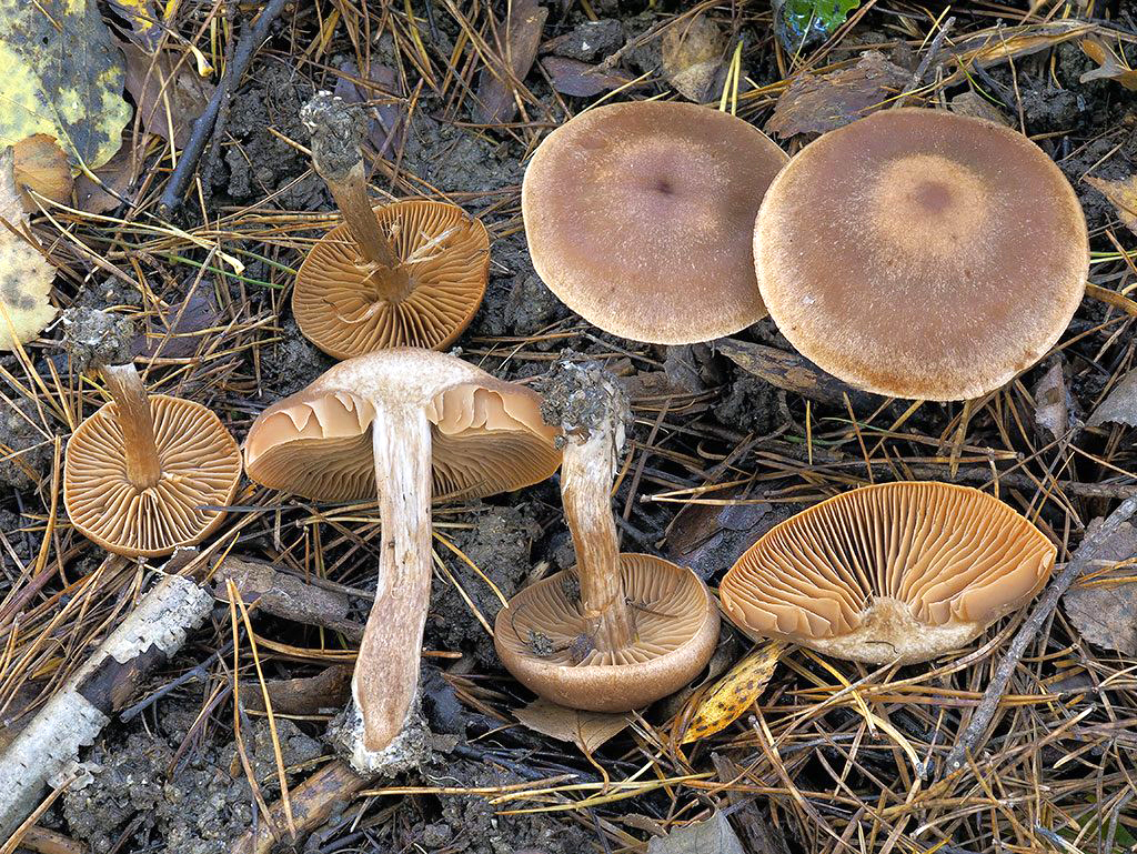 C. fuscobovinaster - krémovohnedý