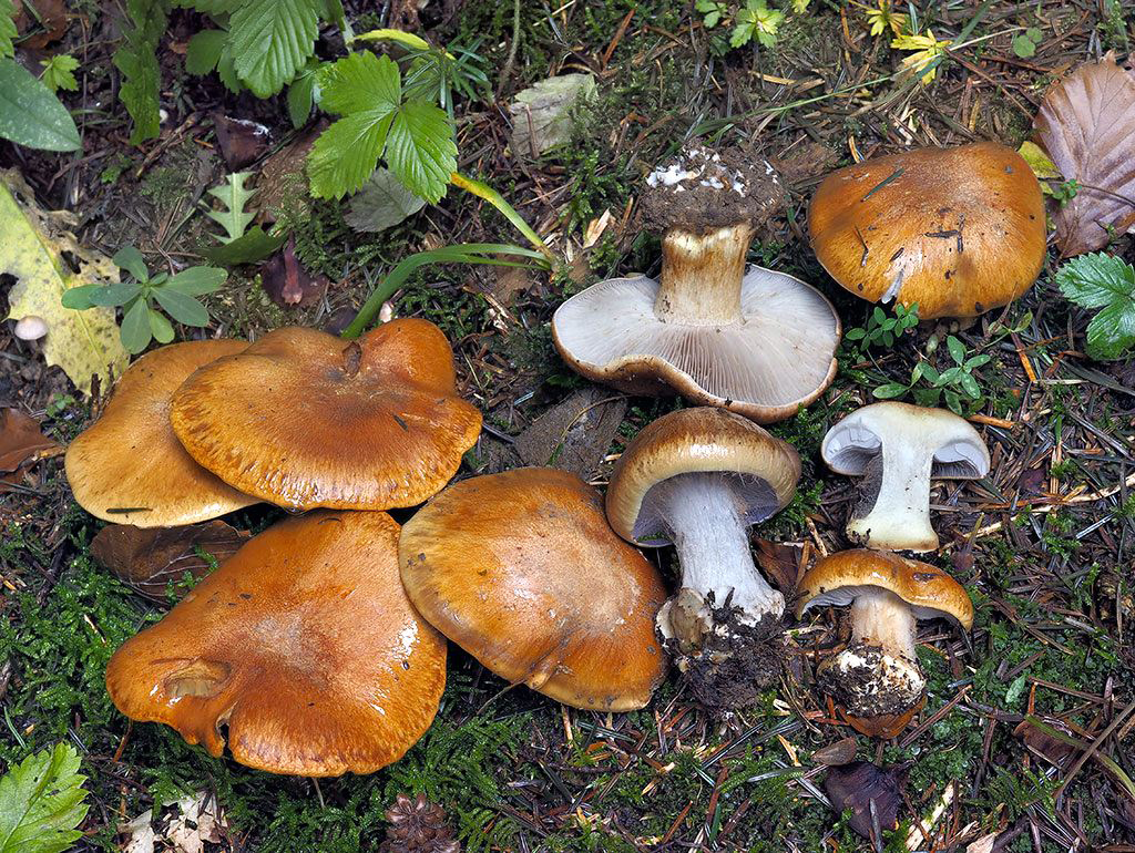 C. glaucopus var. glaucopus - orechovohnedý