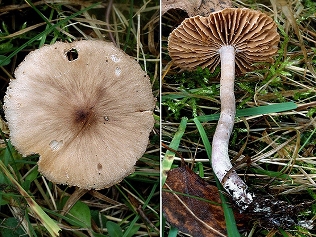 C. griseocarneus - sivodužinový