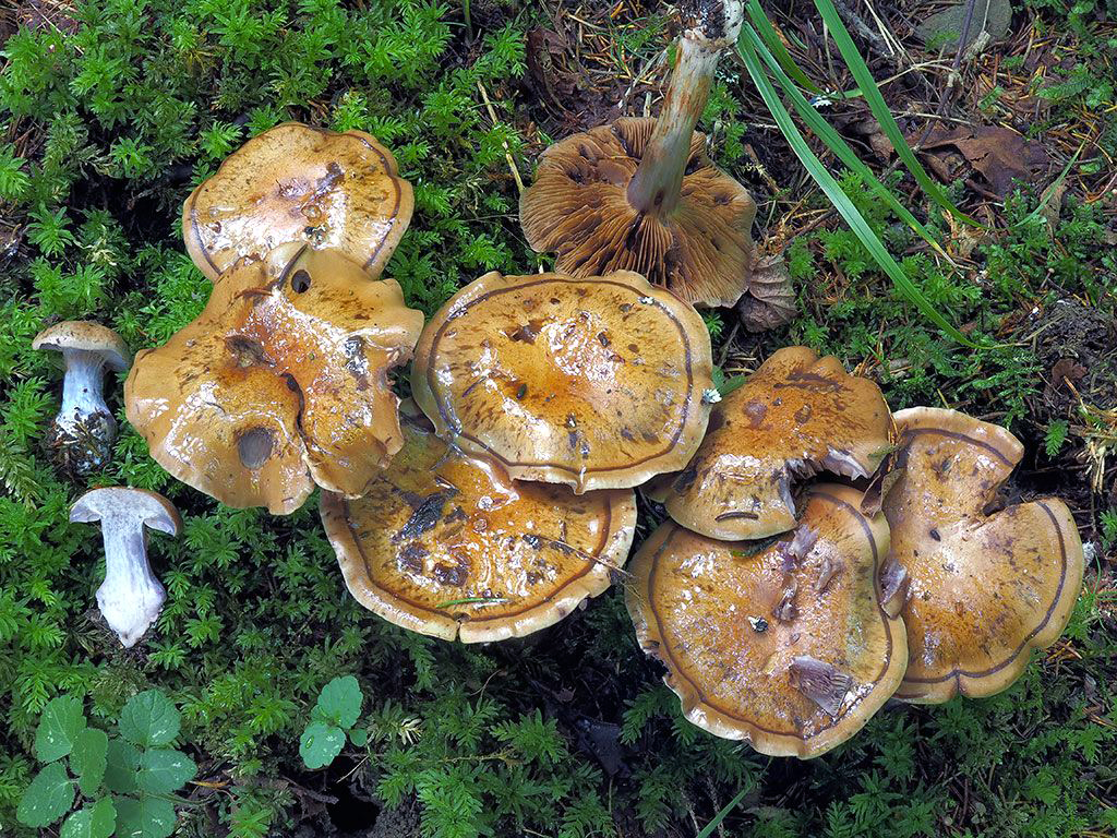 C. heliotropicolor - slnečný