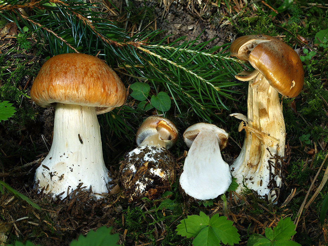 C. herbarum - trávovonný