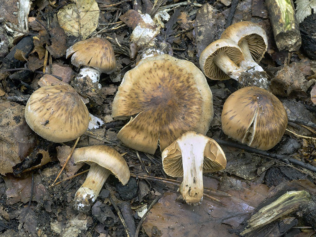 C. hinnuleovelatus - jelení