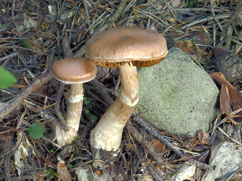 C. laniger - bielopásavý