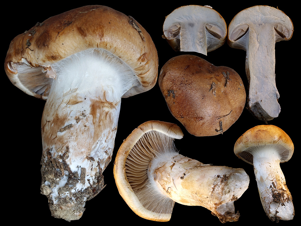 C. latus - široký