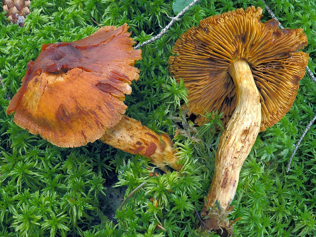 C. limonius - žltooranžový