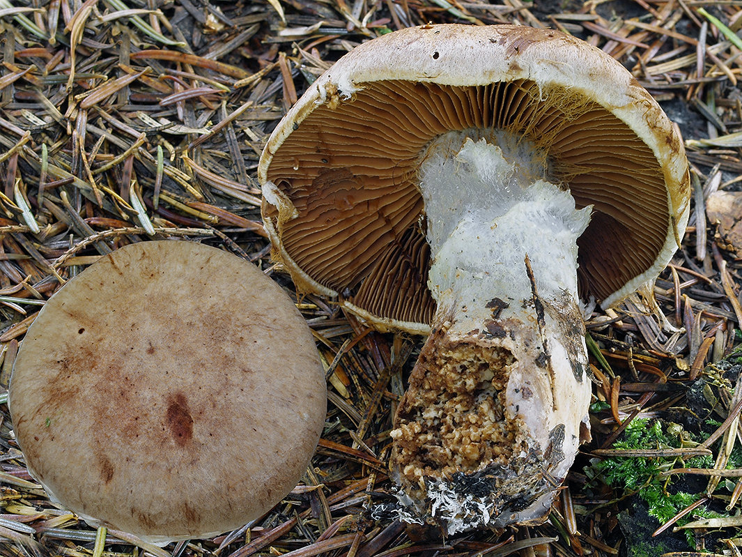 C. mattiae - Mattiov