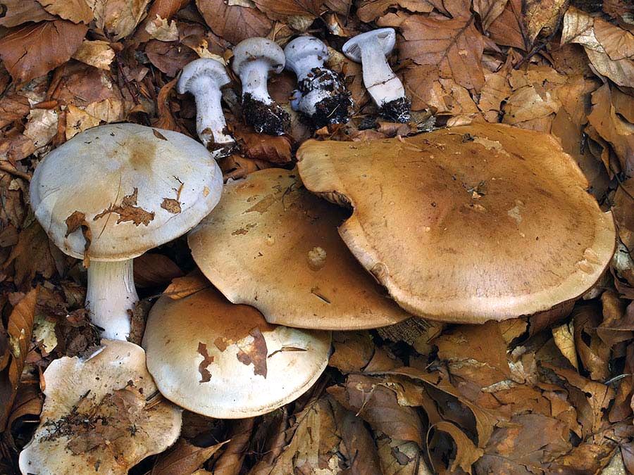 C. nemorensis - listnáčový