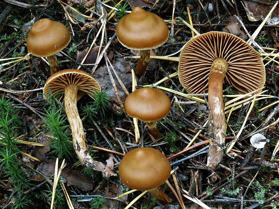 C. nothosaniosus - hnilobný