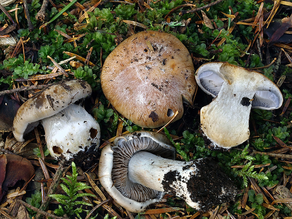 C. olidoamarus f. olidoamarus - horkastopáchnuci- 