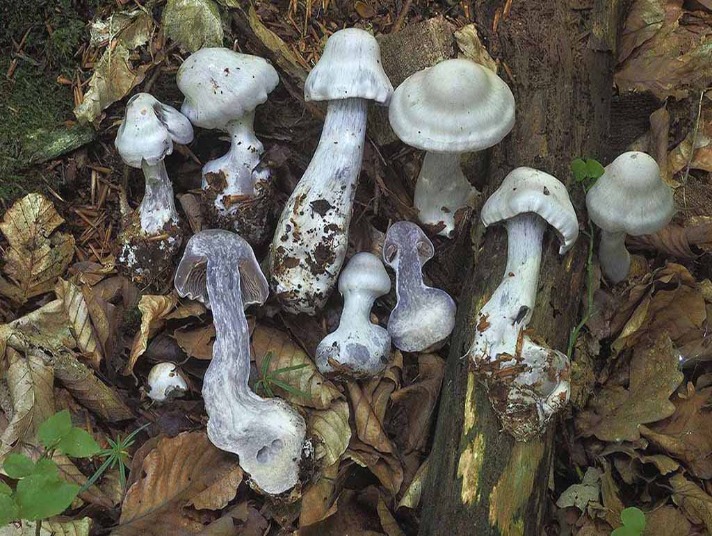 C. lilacinus - lilavý