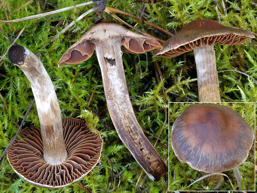 C. lucorum var. albipes - hájový bielohlúbikový