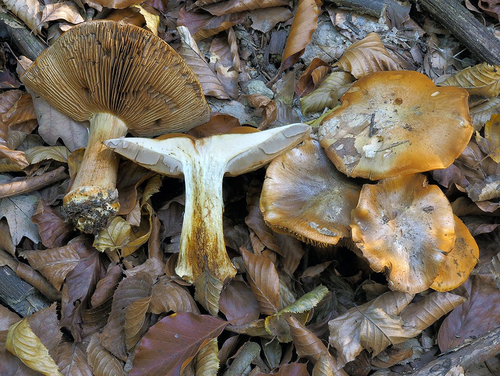 C. magicus var. magicus - kúzelný