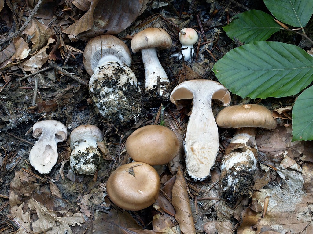 C. methecticus - bacuľatý