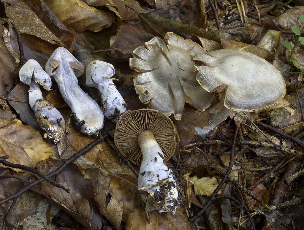 C. mixtus - zmiešaný