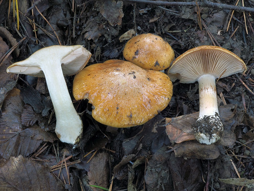 C. multiformium - menlivý