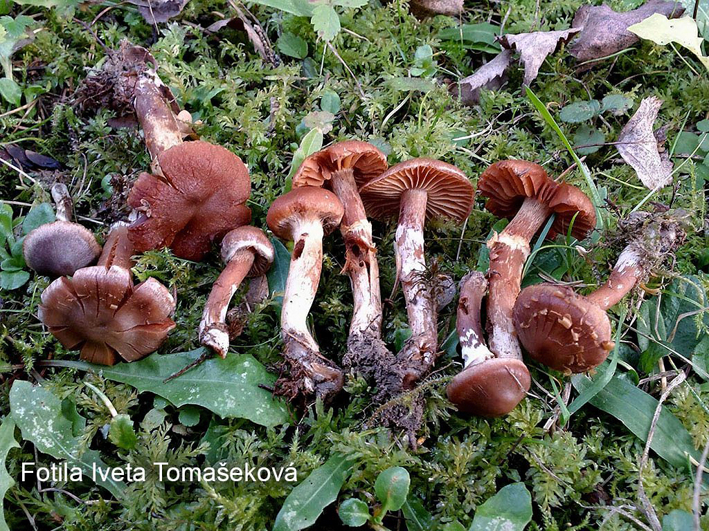 C. nauseosmus - protivný