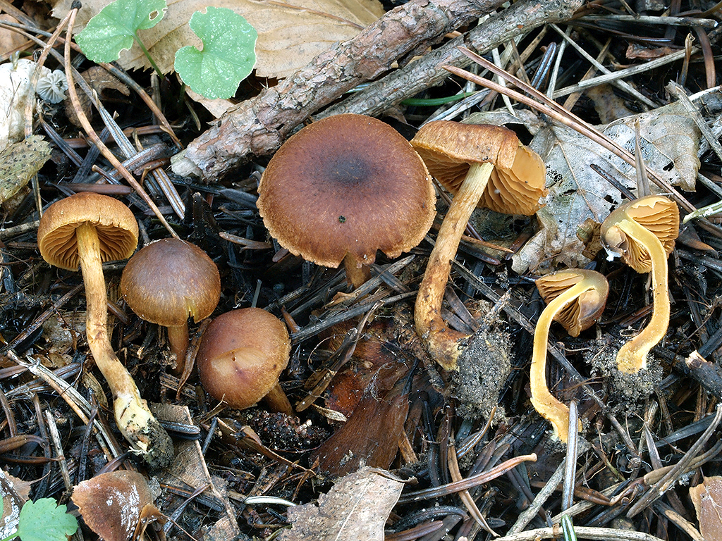 C. norvegicus - nórsky