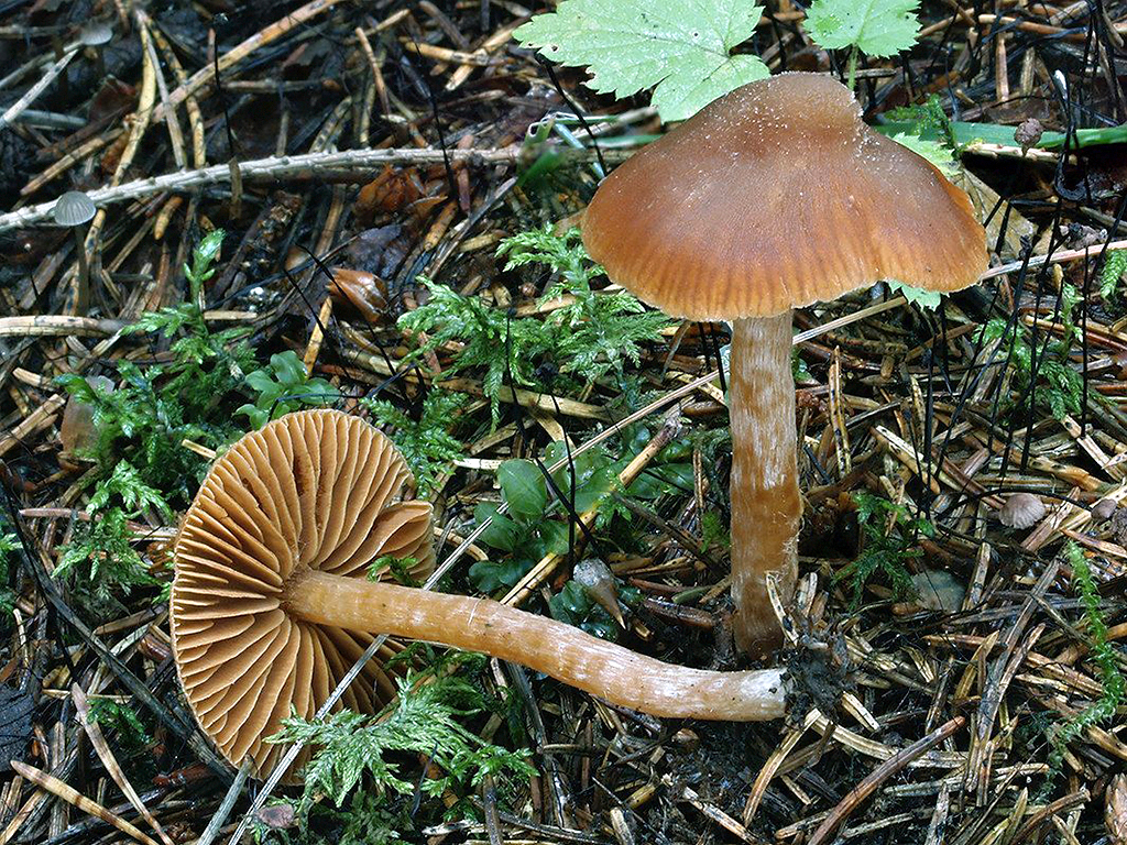 C. obtusus - rozstrapkaný