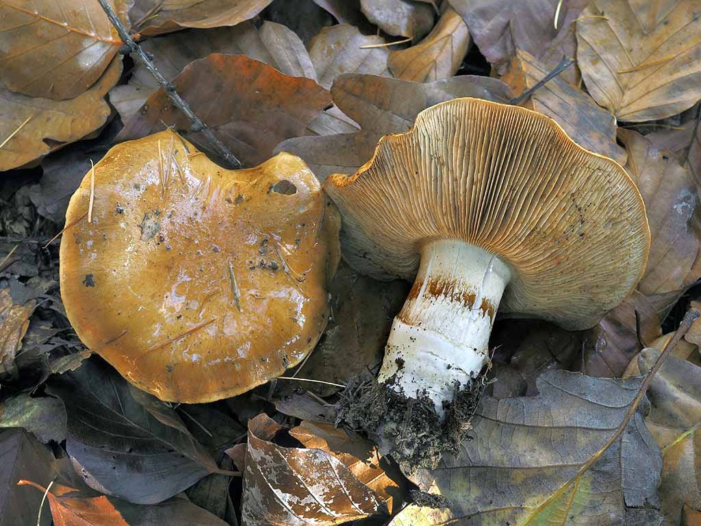 C. ochraceobrunneus - okrovohnedý