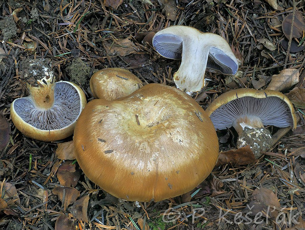 C. olidoamarus f. abietinus - podjedľový