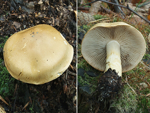 C. olidus - jarabatý