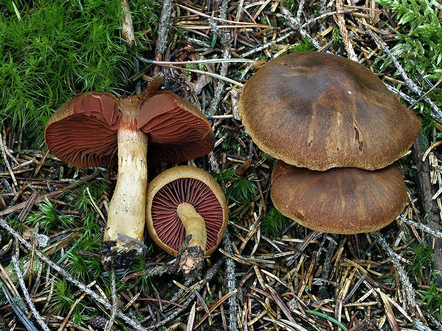 C. ominosus - hnedogranátový