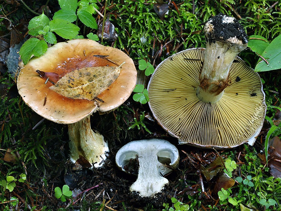 C. orichalceus - mosadzný