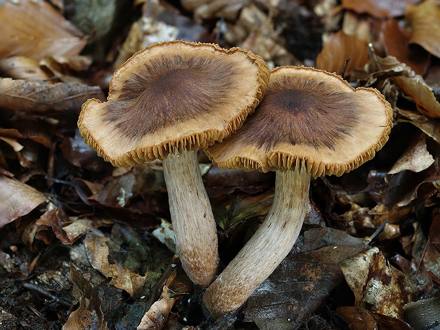 C. panellus - tmavochlpatý