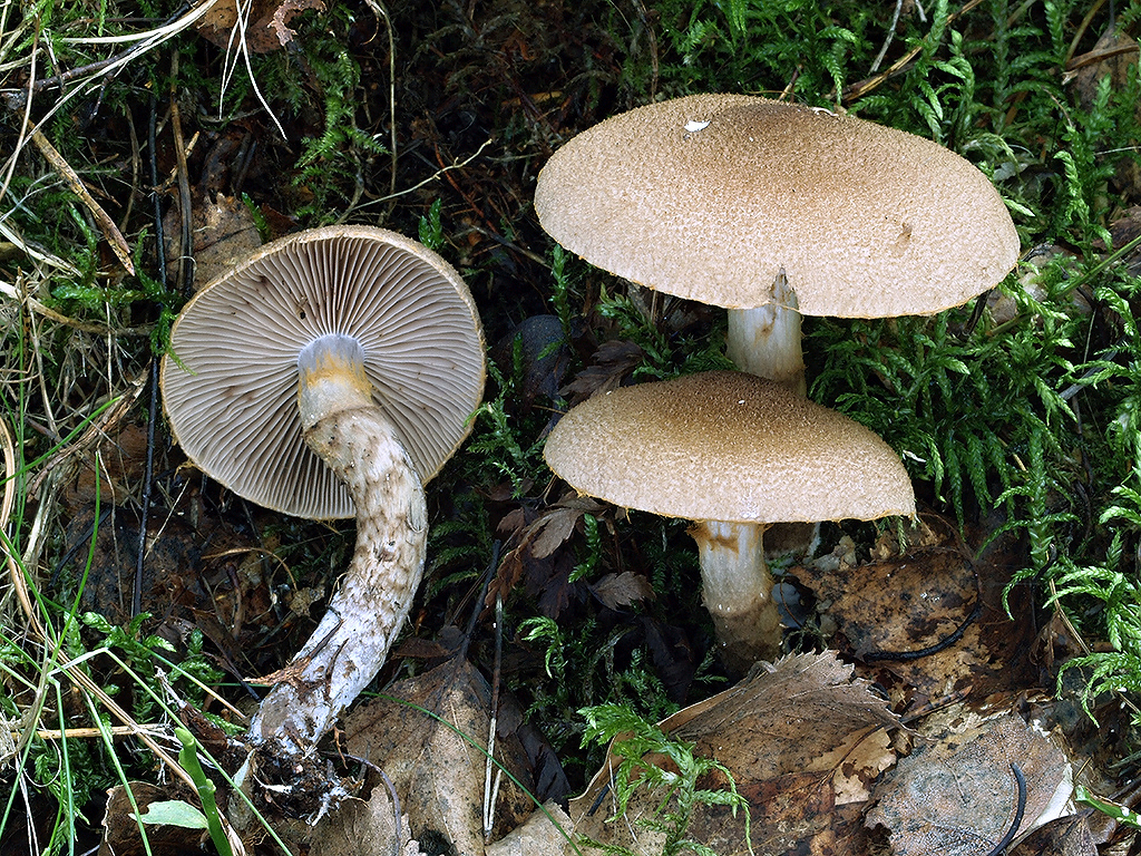 C. pholideus - obrúčkatý