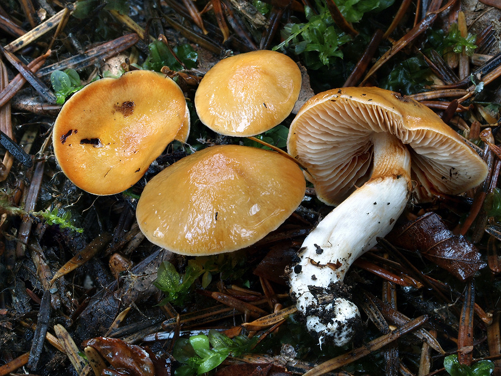 C. pluvius - nahorklý