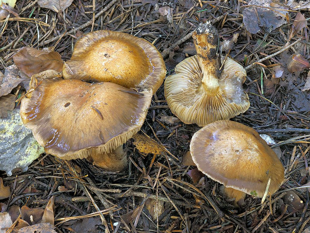 C. potulentus - napitý