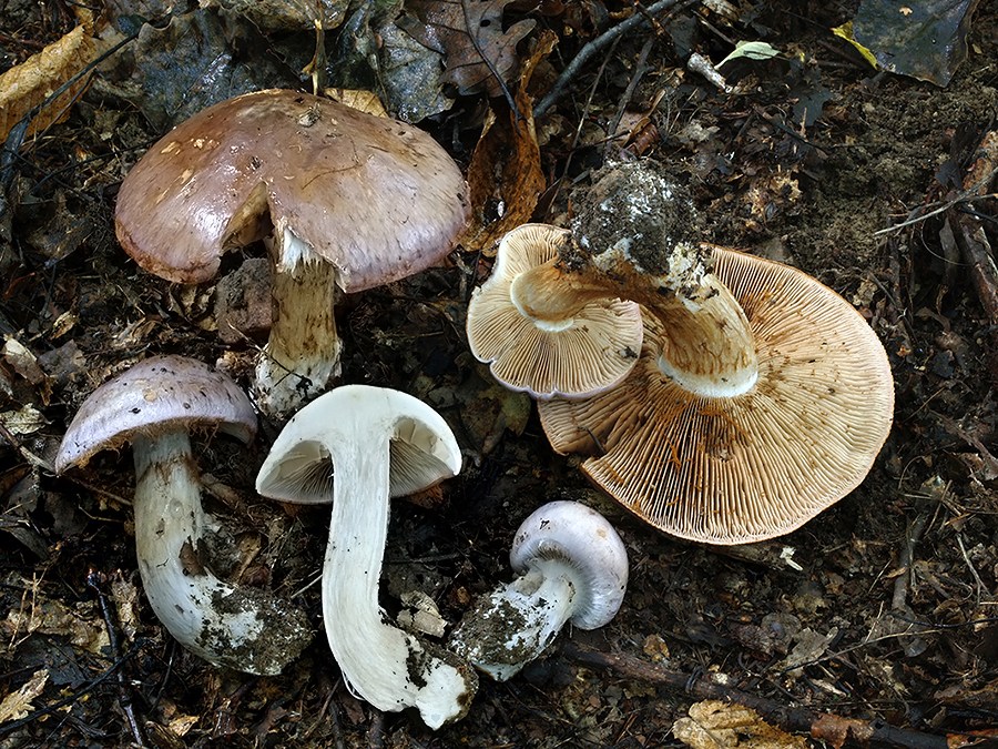C. pseudodaulnoyae - hrdzavejúci