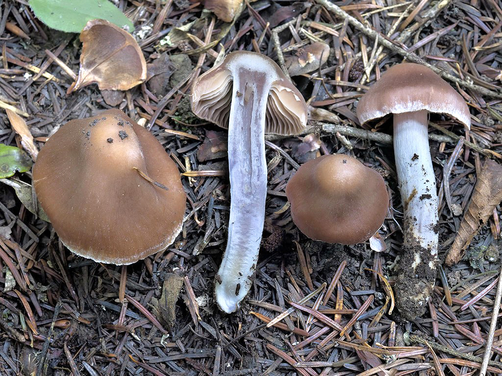 C. refectus - obnovený