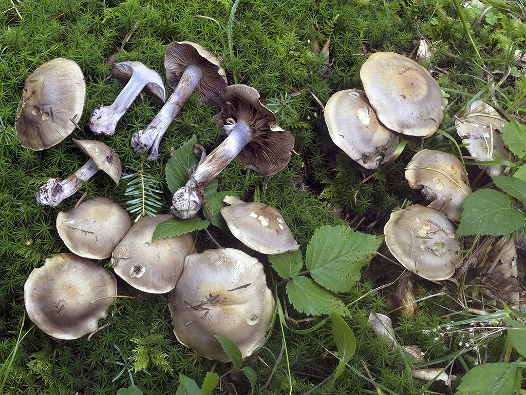 C. saevus - divoký