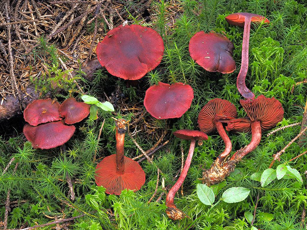 C. sanguineus - krvavý