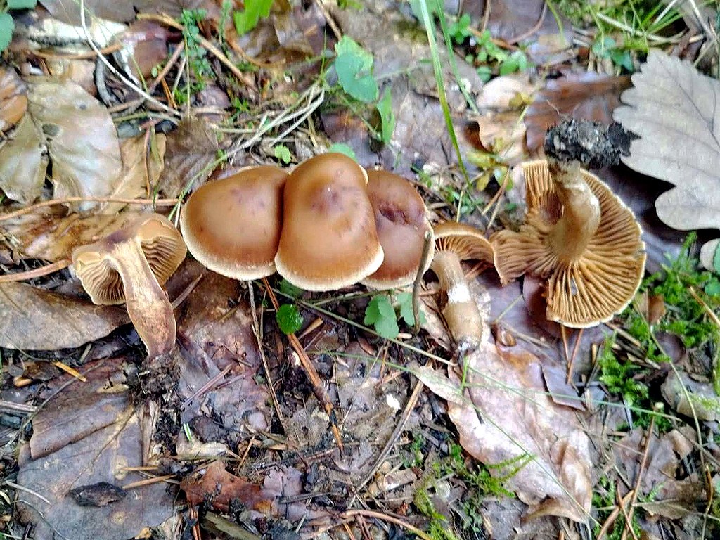 C. semiodoratus - polovoňavý