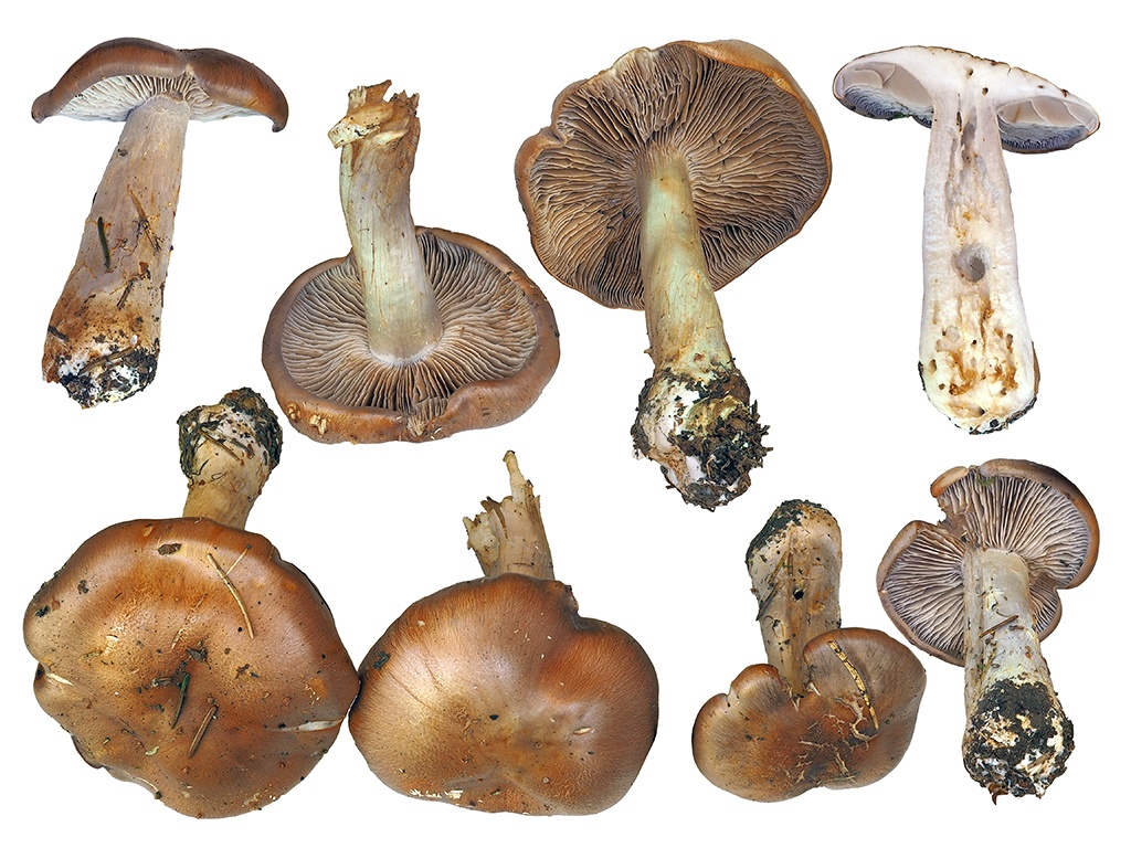 C. serarius - podvinutý