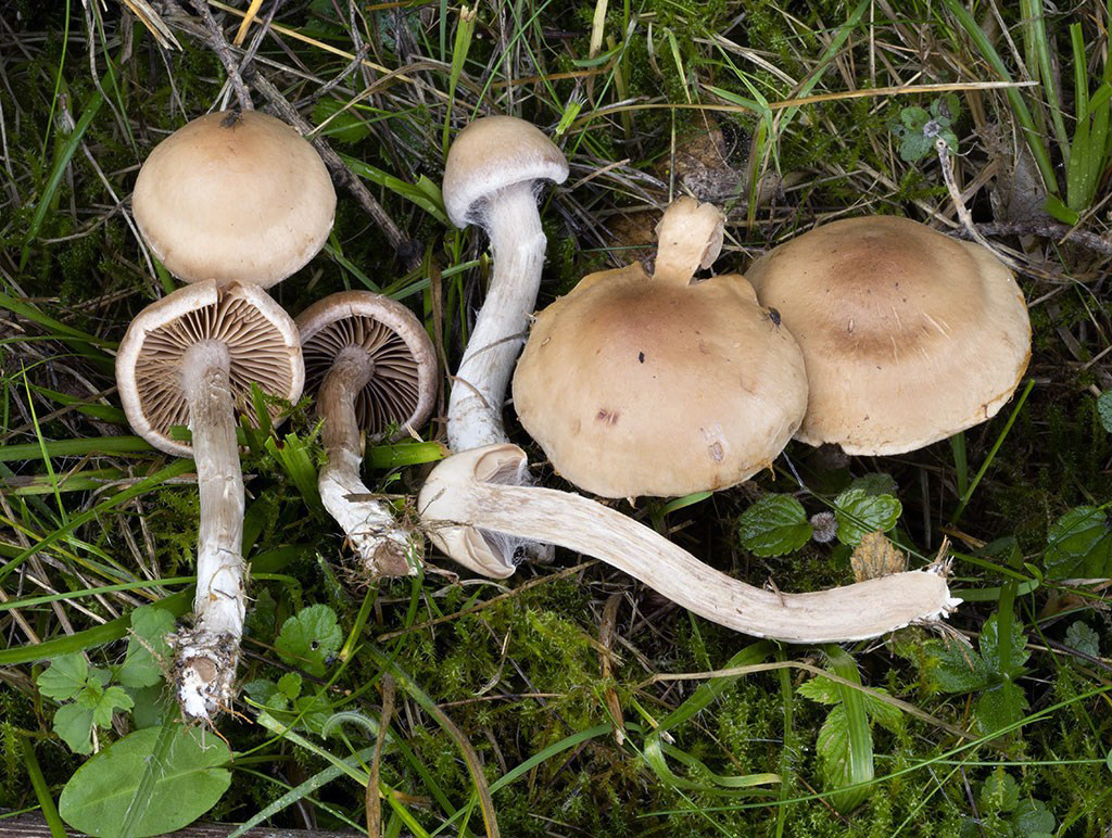 C. solivagus - ojedinelý
