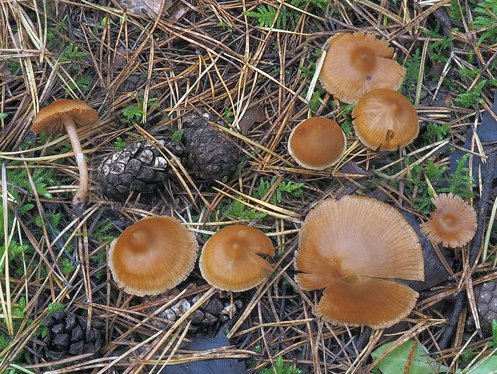 C. sterilobtusus - strapkatý