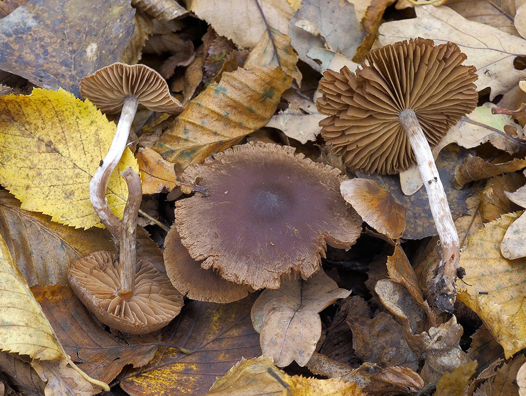C. sacchariosmus - cukrovonný