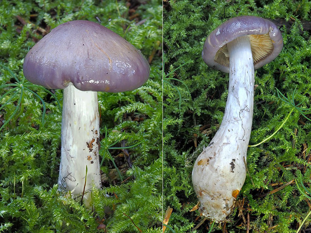 C. salor - fialovastý