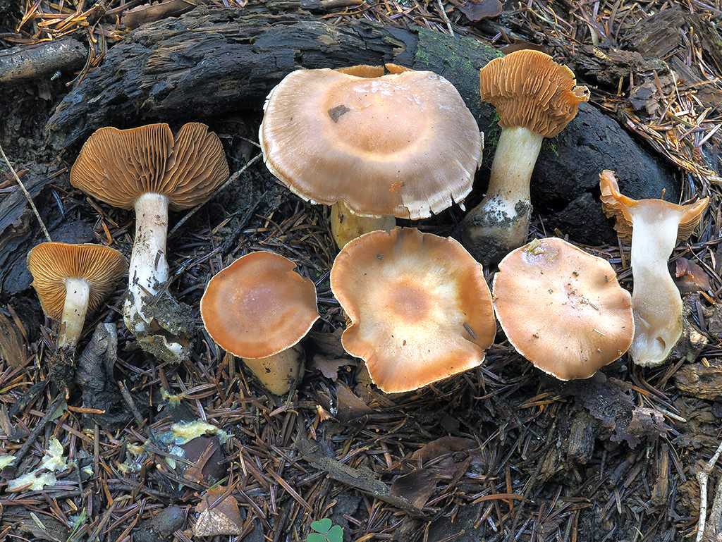 C. sejunctifolius - odsadenolupeňový
