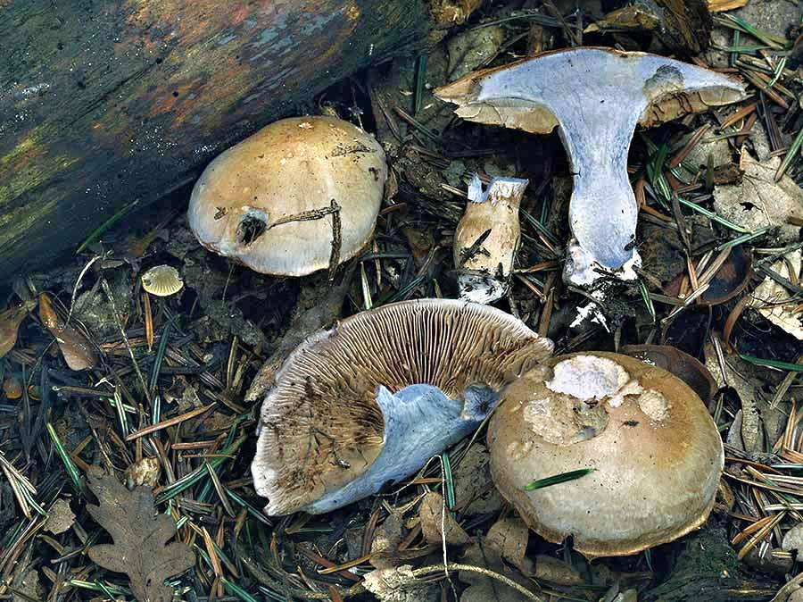 C. sequanus - sekvanský