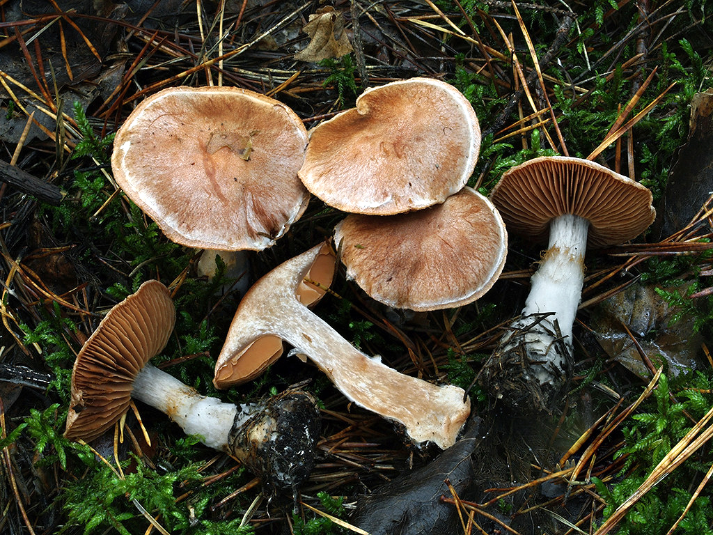 C. solis-occasus - belavovláknitý