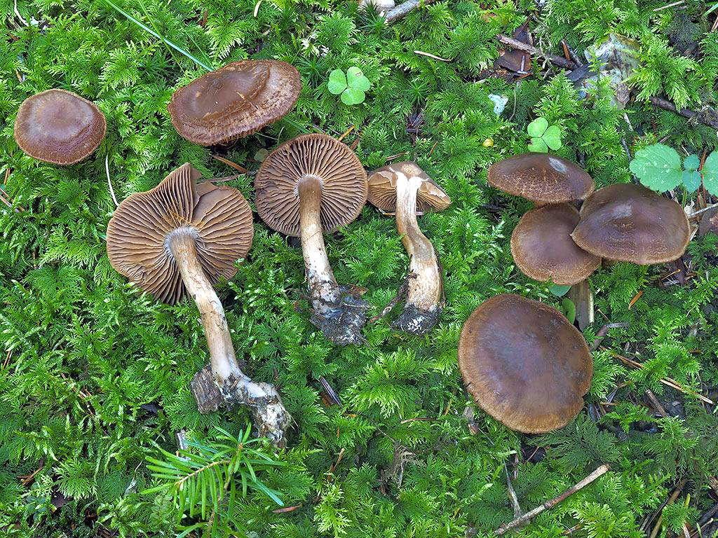 C. subcastaneus - plavogaštanový