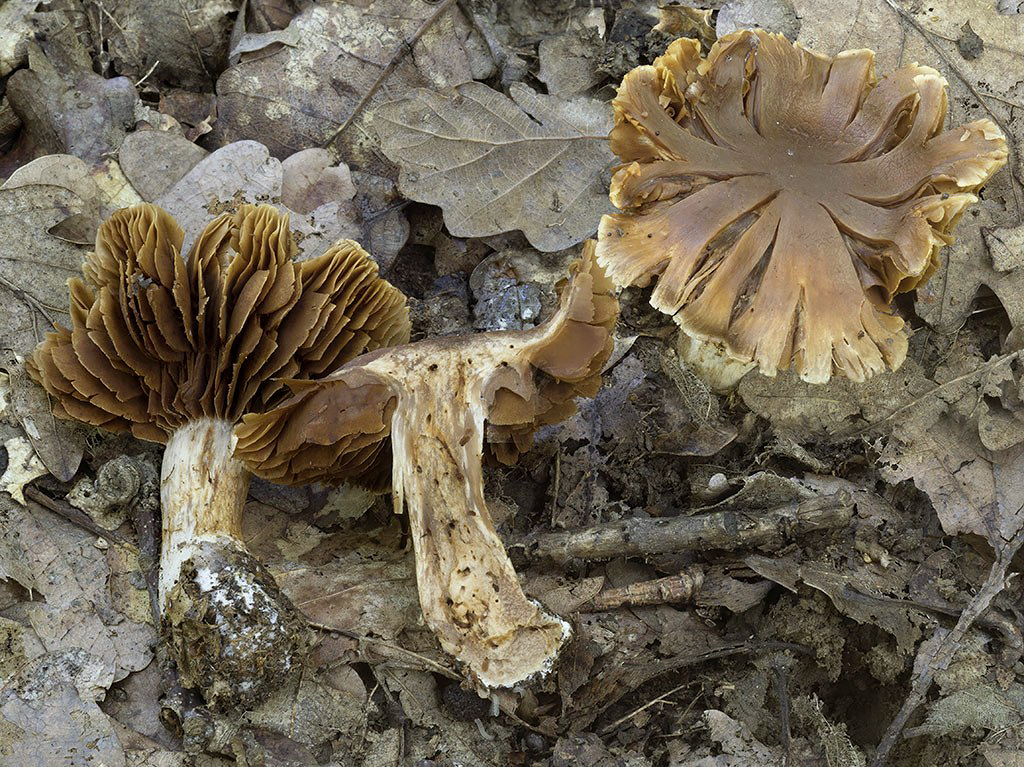 C. subfilamentosus - vláknový