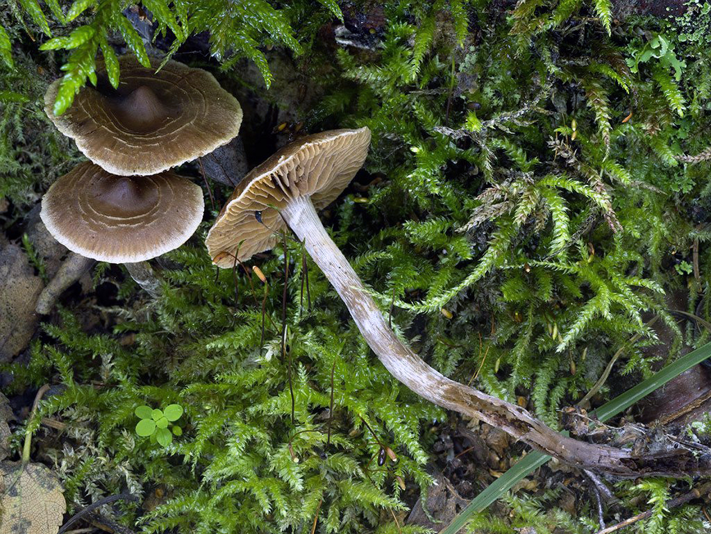 C. subiliopodius - bahnovohlúbikový
